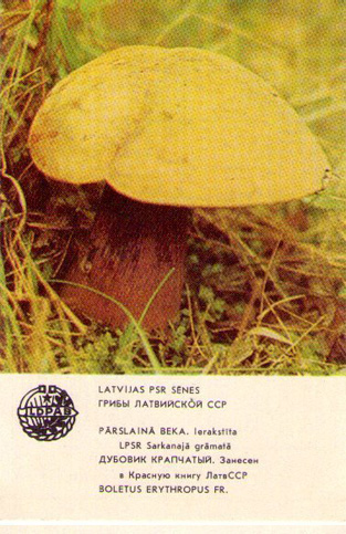 Карманный календарик — Boletus Erythropus. Дубовик крапчатый 1986