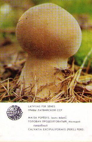 Карманный календарик — Calvatia Excipuliformis. Головач продолговатый 1986